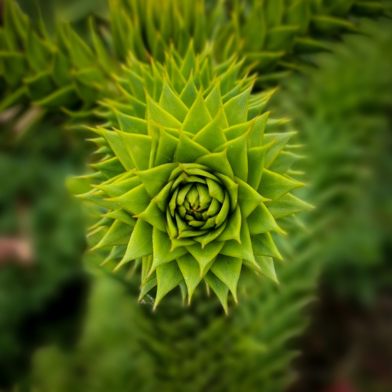 Why Is My Monkey Puzzle Tree Turning Yellow? (10 Reasons)