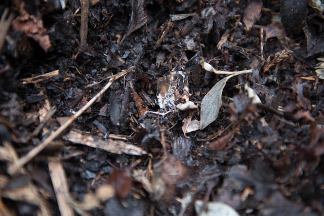 How Can I Save Water In My Garden? (Top 10 Ways) - Mulch