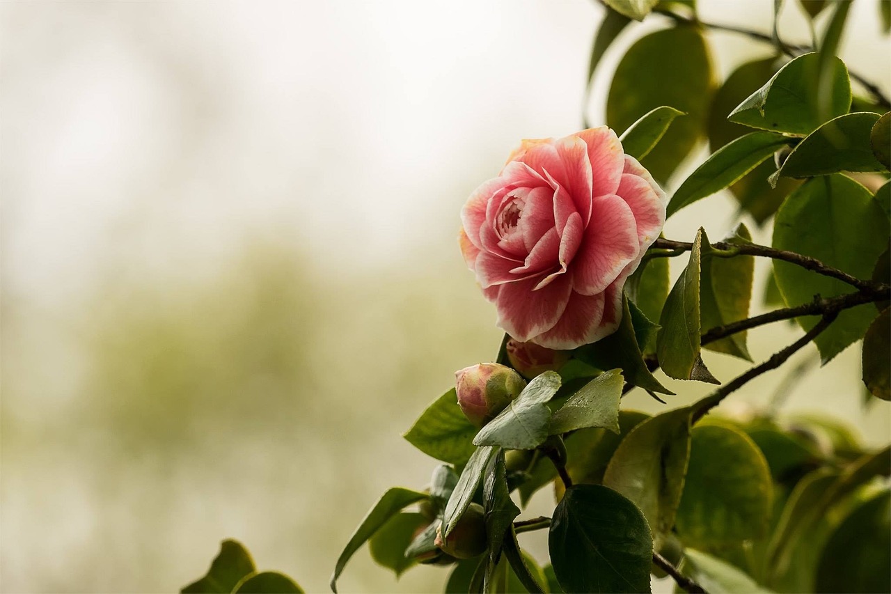 Why Are My Camellia Leaves Curling? (6 Reasons And How To Fix Them) - Camellia Plant With Pink Flower