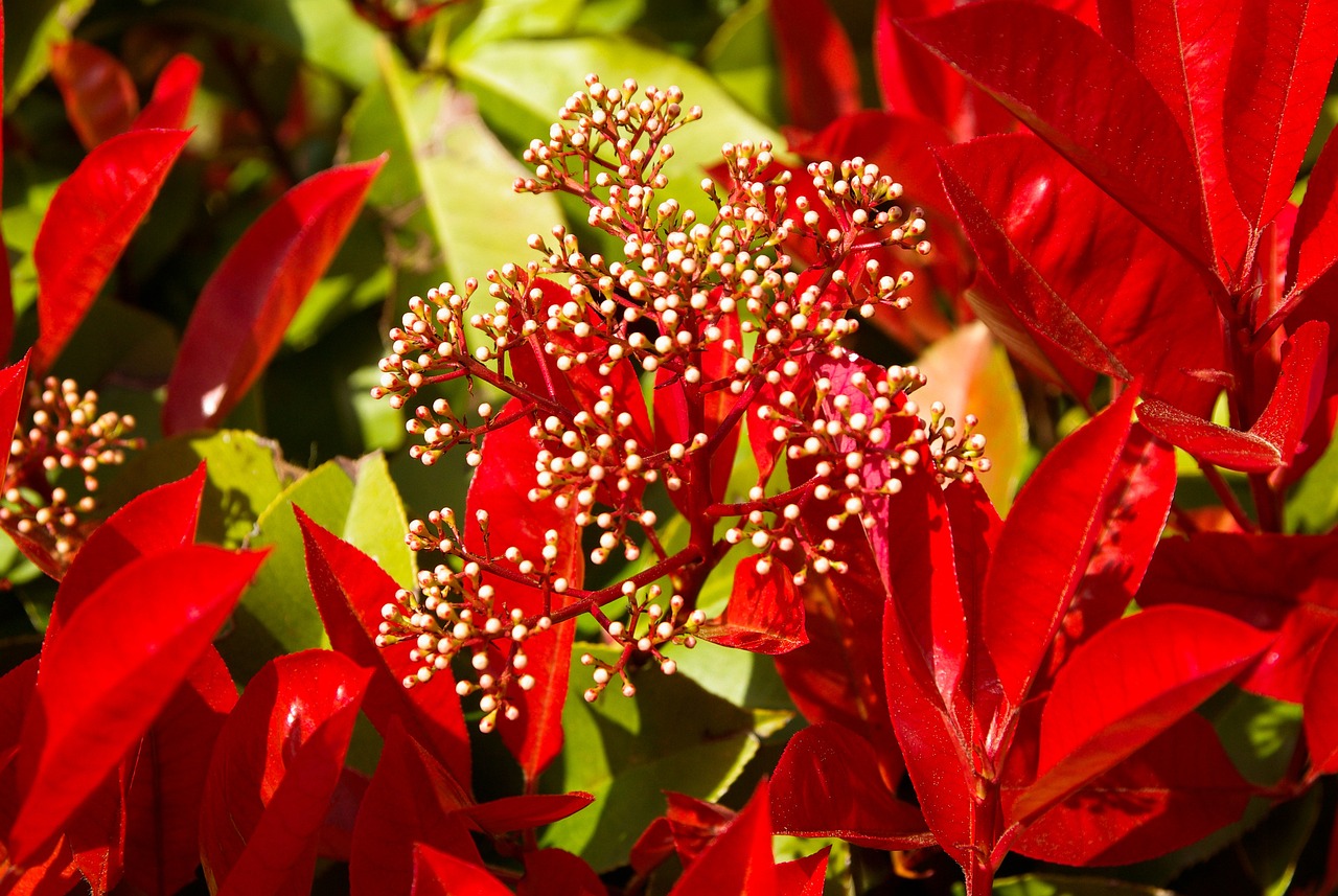 Why Is My Red Robin Tree Dropping Leaves? (7 Reasons And How To Fix Them) - Photinia Red Robin Foliage And Flowers