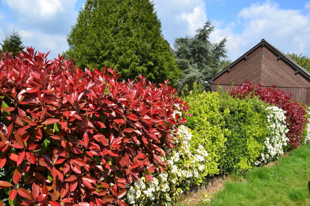 Why Is My Red Robin Tree Dropping Leaves? (7 Reasons And How To Fix Them) - Photinia Red Robin Hedge