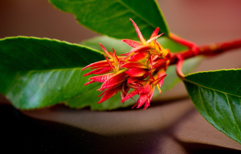Why Is My Red Robin Tree Dropping Leaves? (7 Reasons And How To Fix Them) - Photinia Red Robin New Growth
