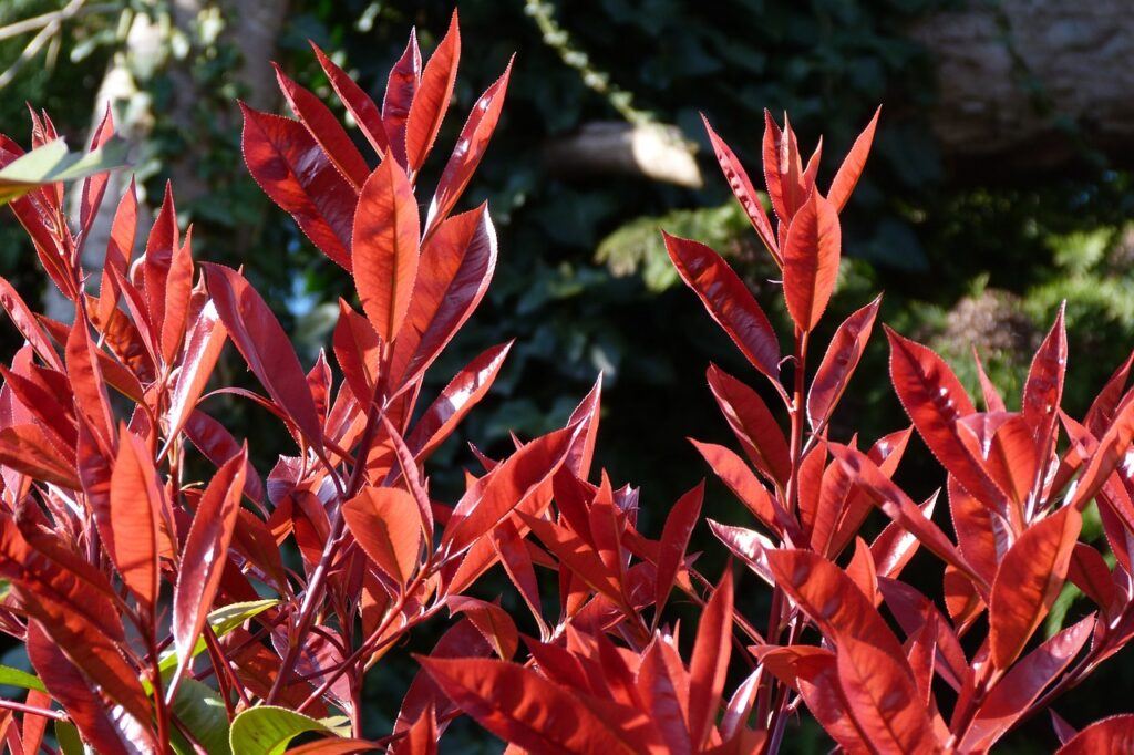 Why Is My Red Robin Tree Dropping Leaves? (7 Reasons And How To Fix Them) - Photinia Red Robin Red Leaves In The Sun