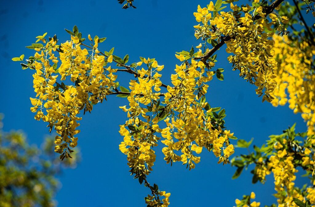 Why Is My Laburnum Tree Not Flowering? (6 Reasons) - Golden Chain Laburnum Flowers