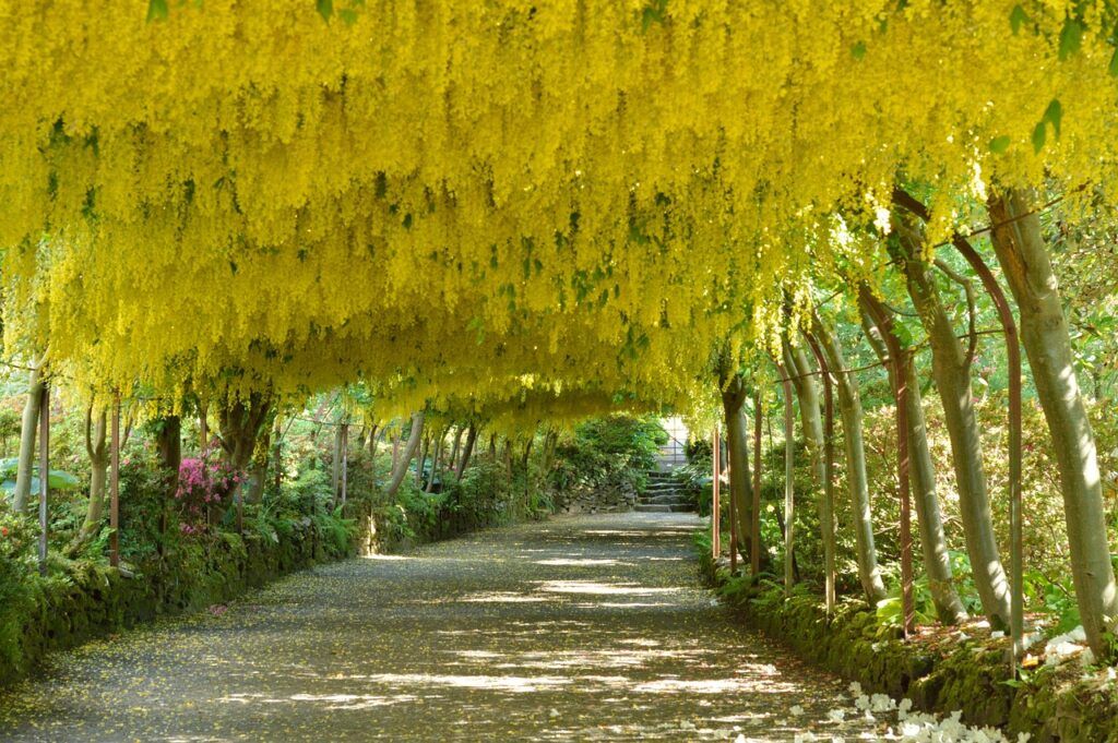 Why Is My Laburnum Tree Not Flowering? (6 Reasons) Laburnum Arch