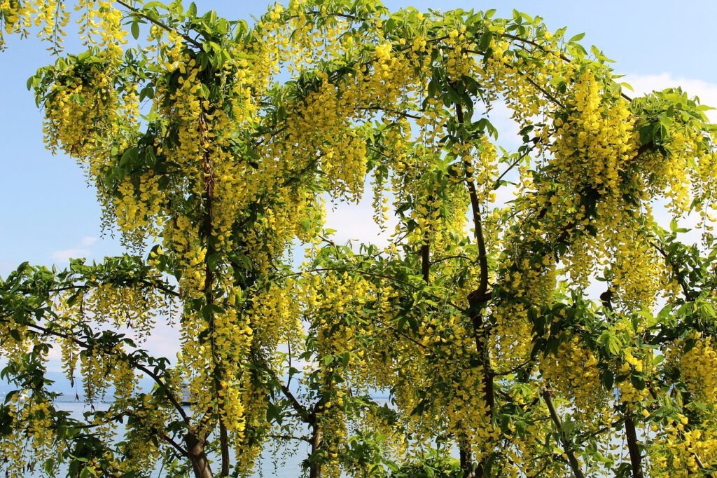 Why Is My Laburnum Tree Not Flowering? (6 Reasons) - Laburnum Tree