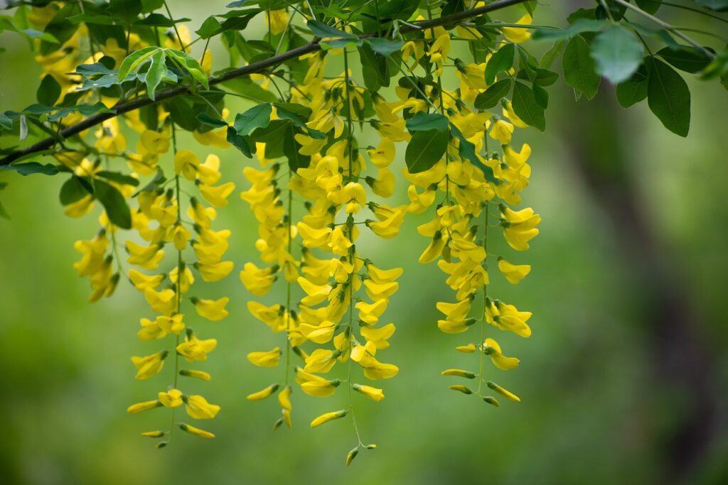 Why Is My Laburnum Tree Not Flowering? (6 Reasons) - Yellow Laburnum Flowers