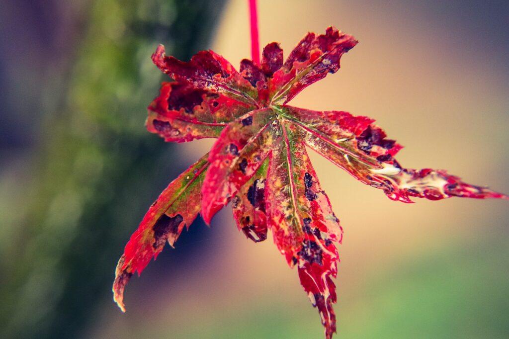 Why Is My Acer Losing It's Leaves? (7 Reasons) - Damaged Acer Leaf