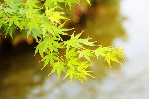 Why Is My Acer Losing It's Leaves? (7 Reasons) - Delicate Light Green Acer Leaves