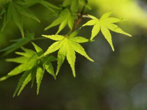 Why Is My Acer Losing It's Leaves? (7 Reasons) - Green Acer Leaves