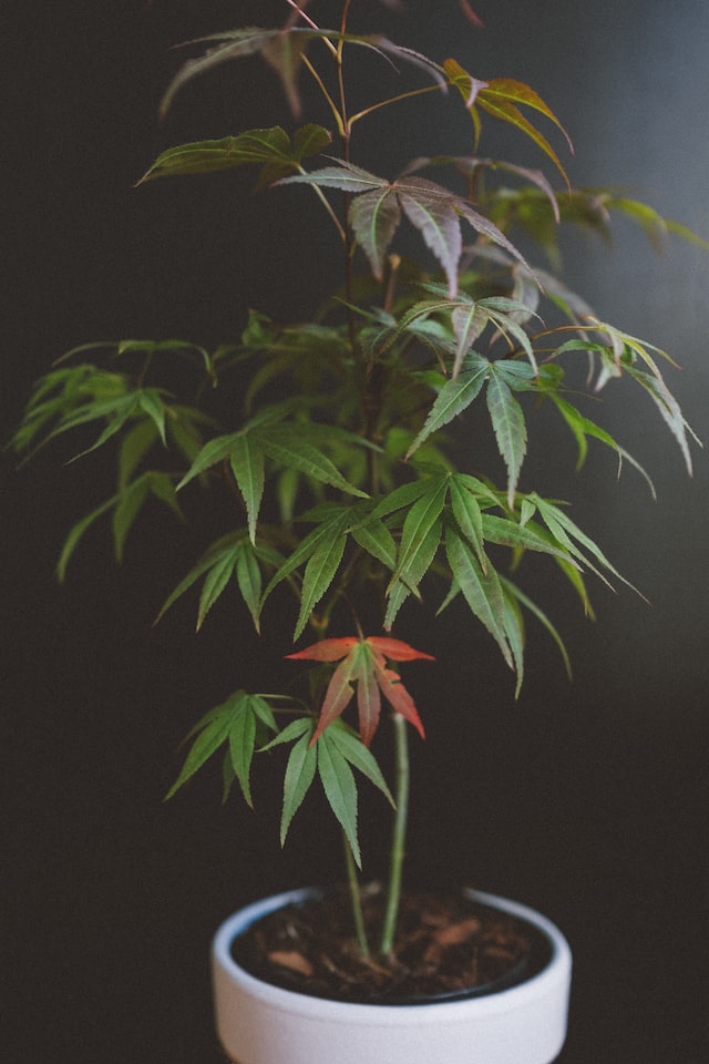 Why Is My Acer Losing It's Leaves? (7 Reasons) - Small Green Acer In A Pot