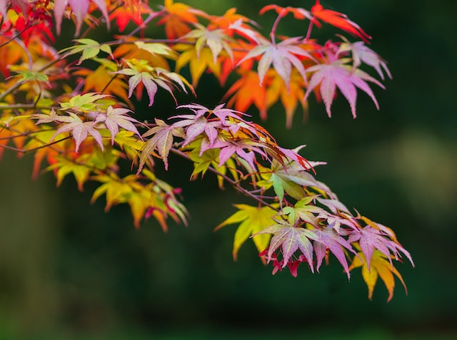 Why Is My Acer Losing It's Leaves? (7 Reasons) - Acer Leaves Green And Red