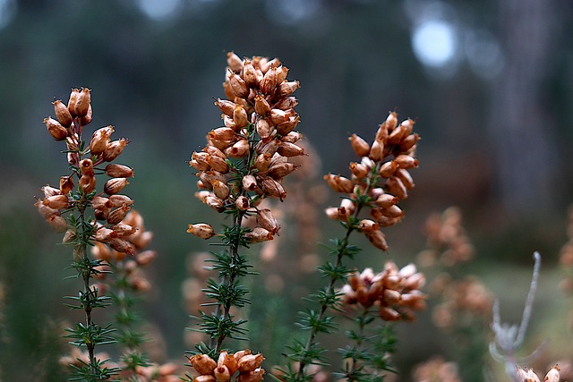 Why Is My Heather Dying? (7 Reasons) - Brown Heather Flowers Ready For Pruning