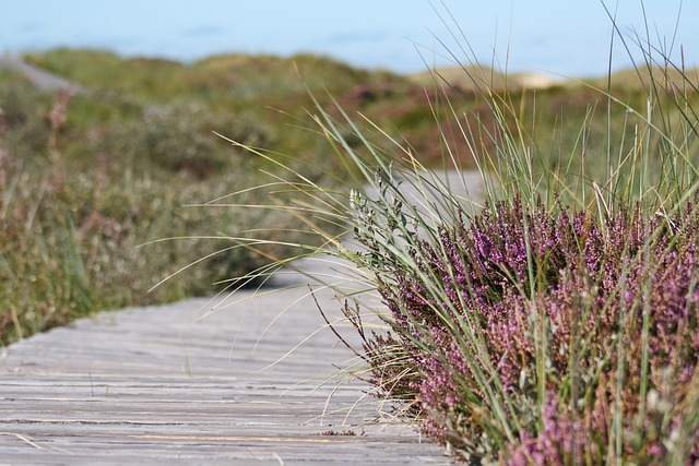 Why Is My Heather Dying? (7 Reasons) - Coastal Heather