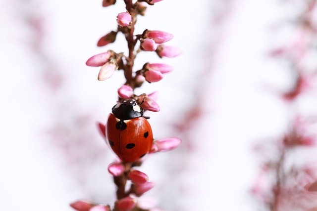 Why Is My Heather Dying? (7 Reasons) - Ladybird On Heather