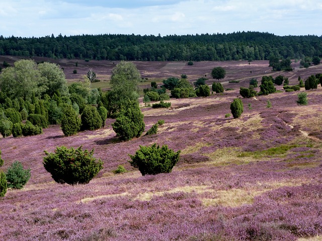 Why Is My Heather Dying? (7 Reasons) - Moorland Heather