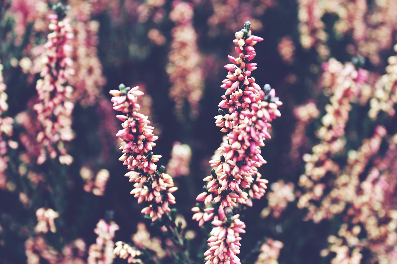 Why Is My Heather Dying? (7 Reasons) - Pink Heather Flowers