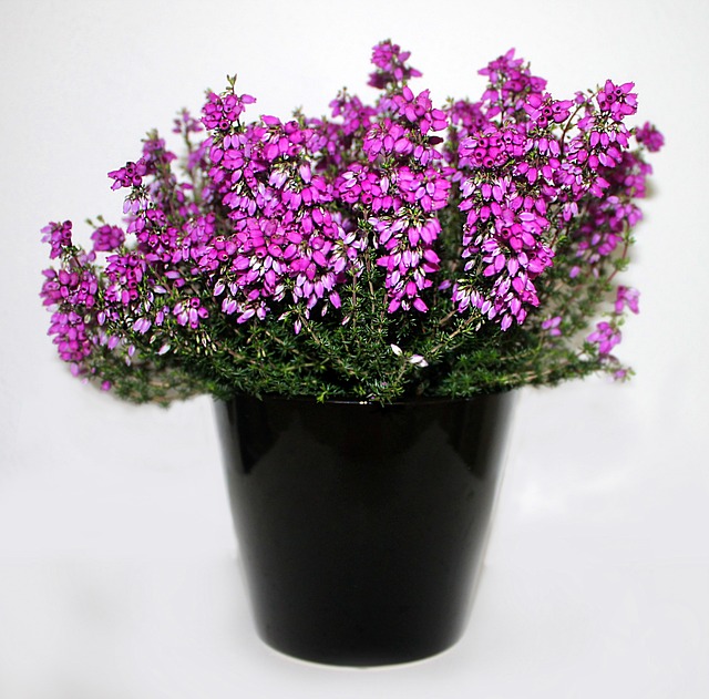 Why Is My Heather Dying? (7 Reasons) - Pink Heather In A Pot