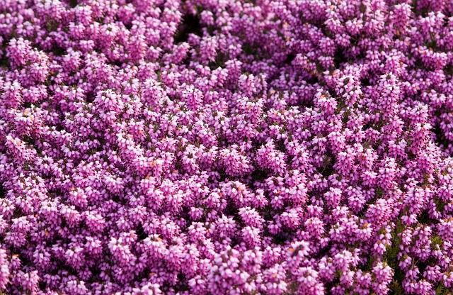 Why Is My Heather Dying? (7 Reasons) - Vibrant Pink Heather