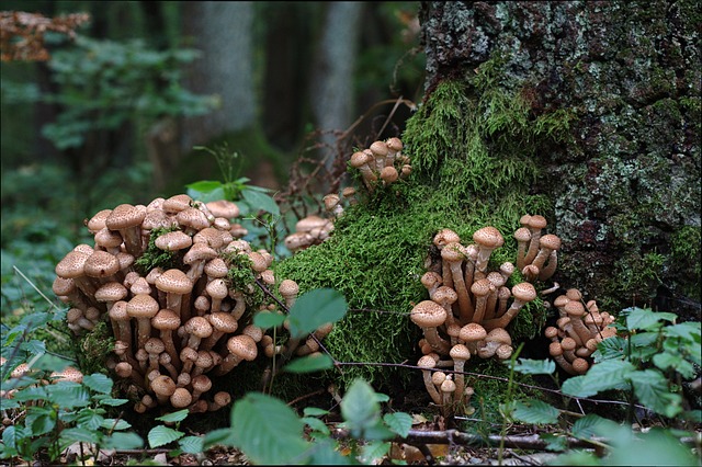 Why Is My Silver Birch Drooping (Solved!) - Armillaria Root Rot Honey Fungus