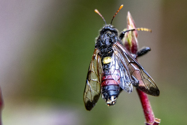 Why Is My Silver Birch Drooping (Solved!) - Birch Sawfly