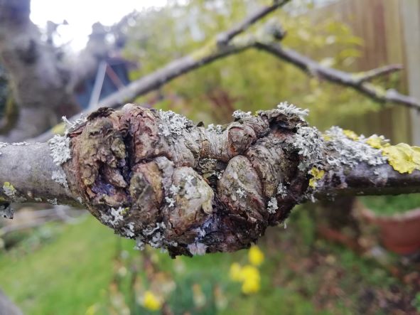 Why Is My Silver Birch Drooping (Solved!) - Canker On Branch