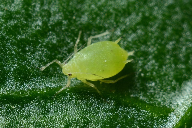 Why Is My Silver Birch Drooping (Solved!) - Green Aphid On Leaf