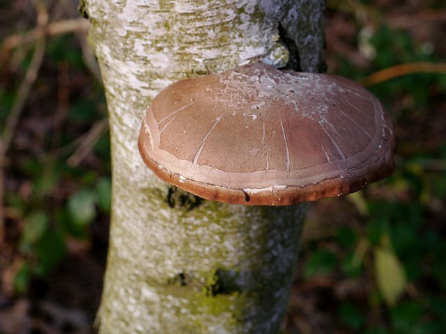 Why Is My Silver Birch Drooping (Solved!) - Polypore Fungus On Silver Birch Tree