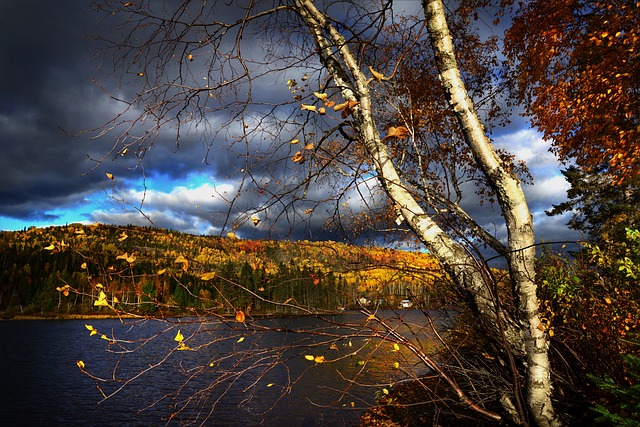 Why Is My Silver Birch Drooping (Solved!) - Silver Birch By River