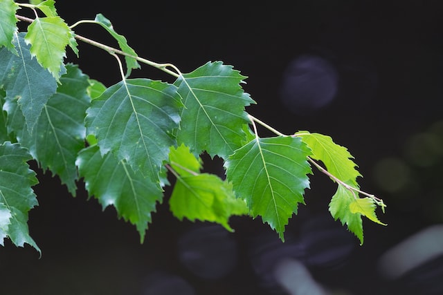 Why Is My Silver Birch Drooping (Solved!) - Silver Birch Leaves