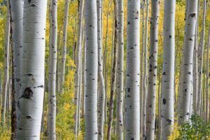 Why Is My Silver Birch Drooping (Solved!) - Silver Birch Woods