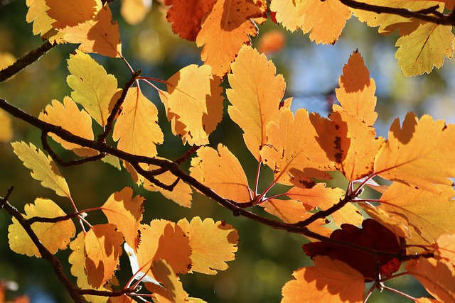 Why Is My Whitebeam Tree Turning Brown (7 Reasons!) - Autumn Whitebeam Leaves