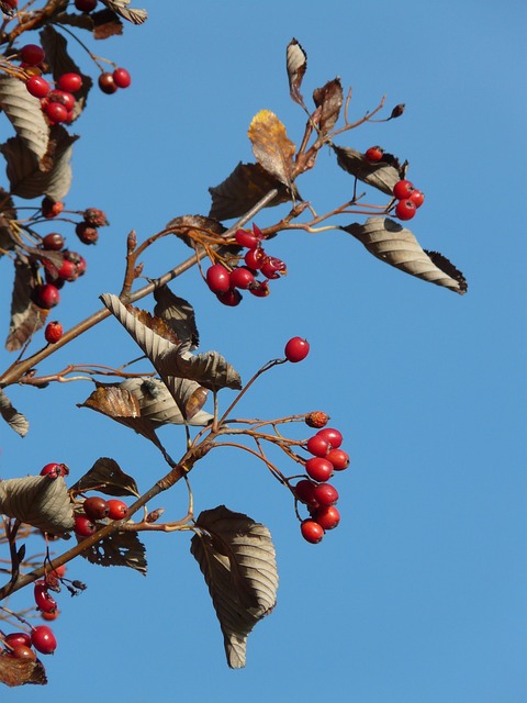 Why Is My Whitebeam Tree Turning Brown (7 Reasons!) - Brown Whitebeam Leaves With Berries