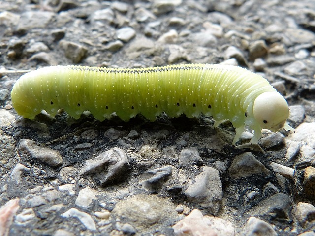 Why Is My Whitebeam Tree Turning Brown (7 Reasons!) - Sawfly Leafminer Larvae