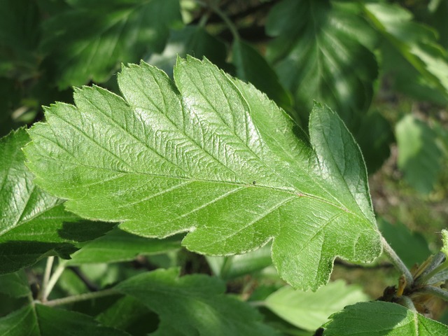 Why Is My Whitebeam Tree Turning Brown (7 Reasons!) - Whitebeam Leaf