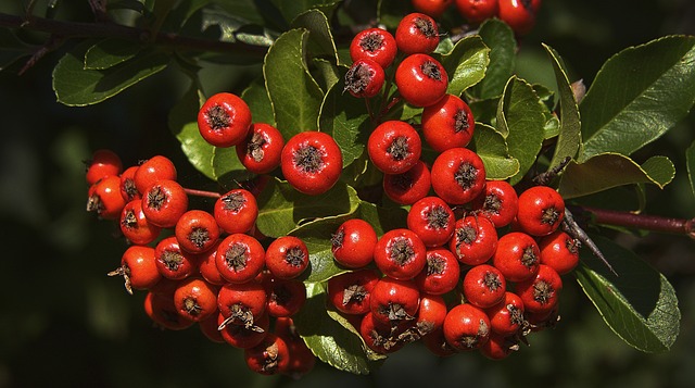 Why Is My Whitebeam Tree Turning Brown (7 Reasons!) - Whitebeam Red Berries