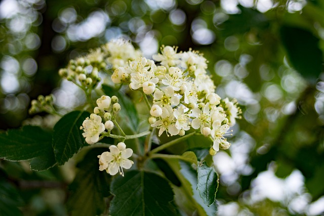 Why Is My Whitebeam Tree Turning Brown (7 Reasons!) - Whitebeam White Flowers