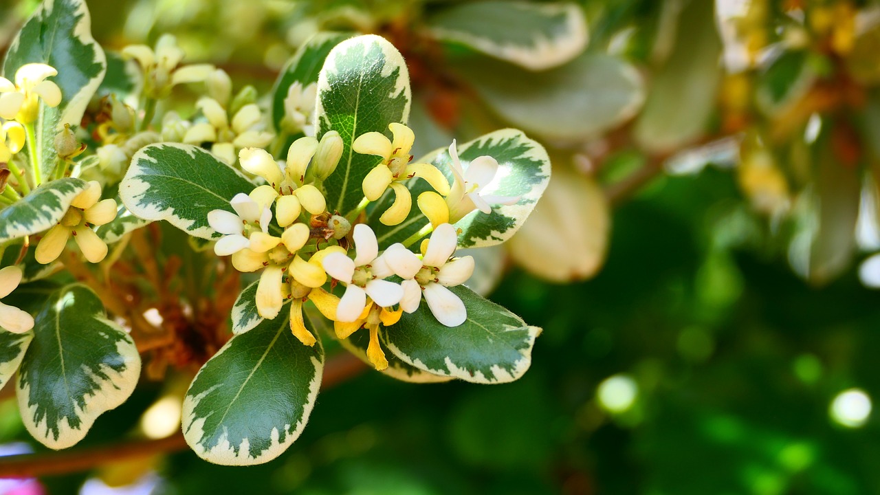 Why Is My Pittosporum Dropping Leaves (7 Reasons) - Variegated Pittosporum