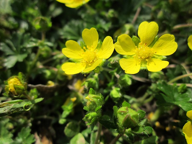 ﻿﻿Why Is My Potentilla Dying (7 Reasons And How To Fix Them) - Potentilla Yellow Flowers