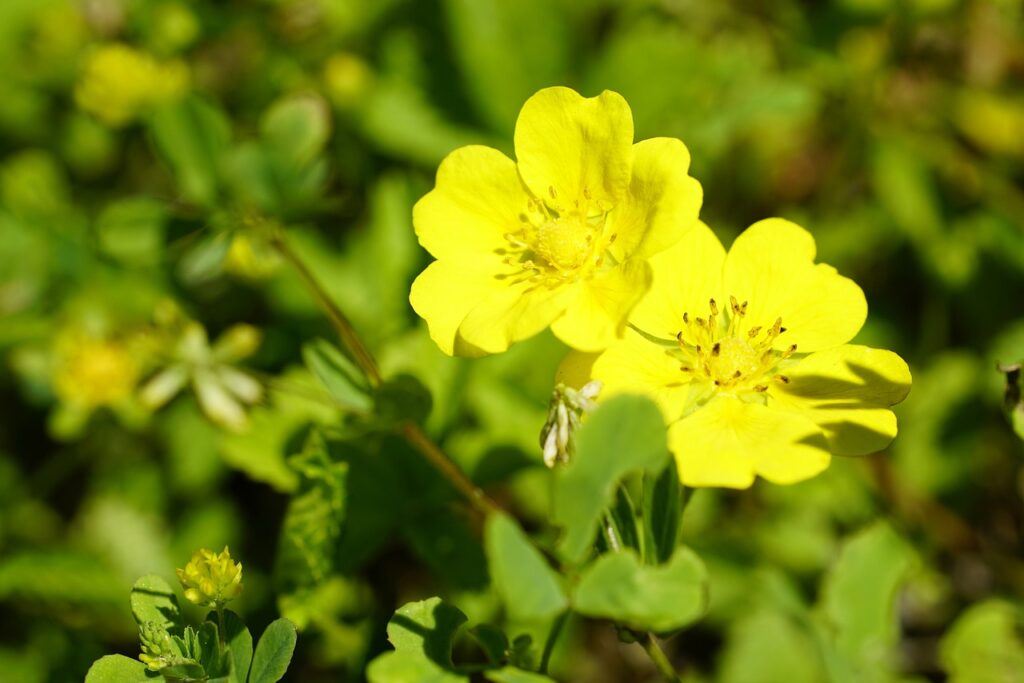 Why Is My Potentilla Dying? (7 Reasons) My Garden Heaven