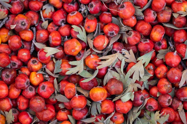 Why Is My Hawthorn Hedge Dying (6 Reasons) - Hawthorn Berries