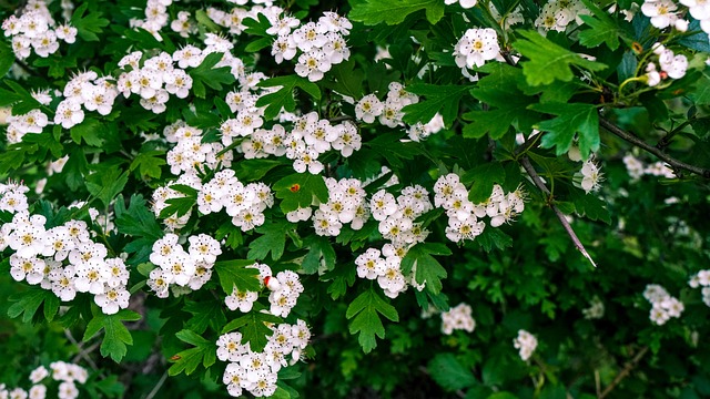 Why Is My Hawthorn Hedge Dying (6 Reasons) - Hawthorn Flowers