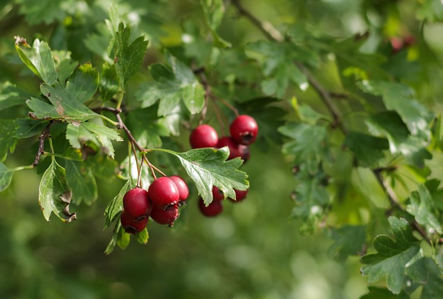 Why Is My Hawthorn Hedge Dying (6 Reasons) - Hawthorn Leaves With Red Berries