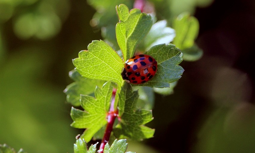 Why Is My Hawthorn Hedge Dying (6 Reasons) - Hawthorn With Ladybird