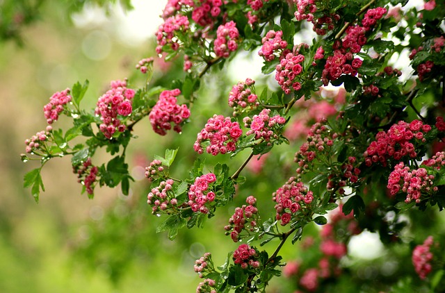 Why Is My Hawthorn Hedge Dying (6 Reasons) - Pink Hawthorn