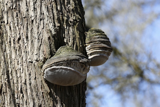 Why Is My Poplar Tree Dying (Solved!) - Aspen Trunk Heart Rot