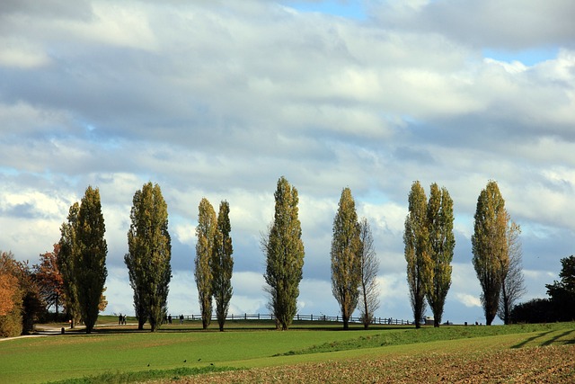 Why Is My Poplar Tree Dying (Solved!) - Lombardy Poplar