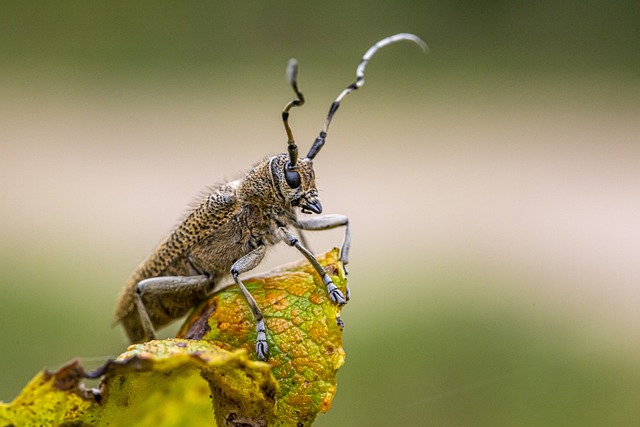 Why Is My Poplar Tree Dying (Solved!) - Poplar Borer