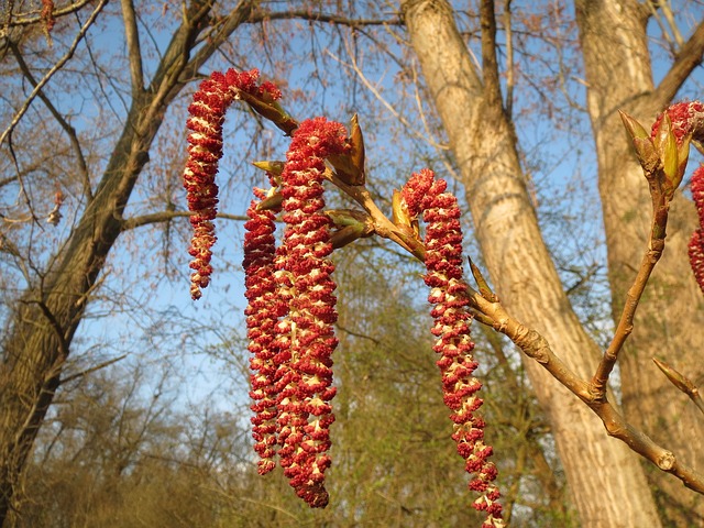 Why Is My Poplar Tree Dying (Solved!) - Poplar Catkins