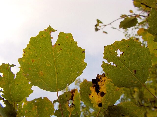 Why Is My Poplar Tree Dying (Solved!) - Poplar Leaves Showing Anthracnose Fungus